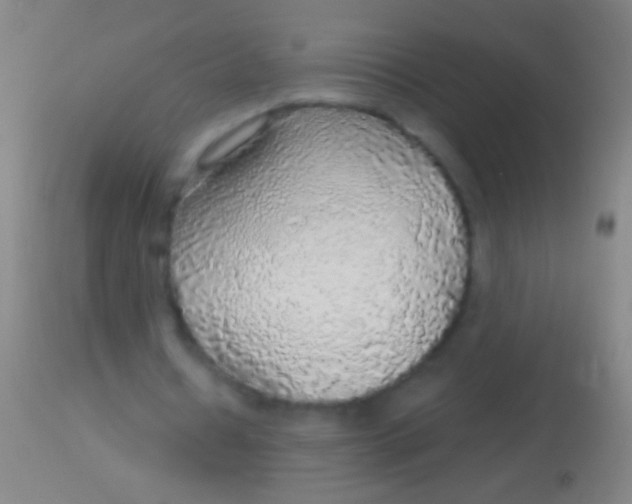 X0000113960434200910162007