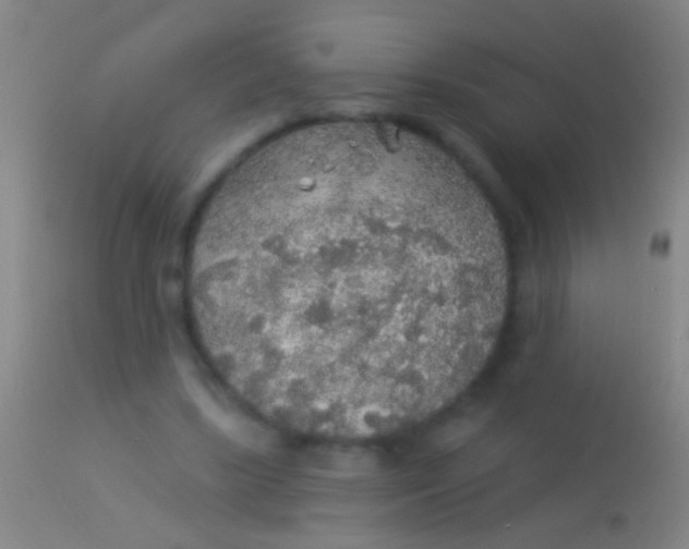 X0000113960443200910162007