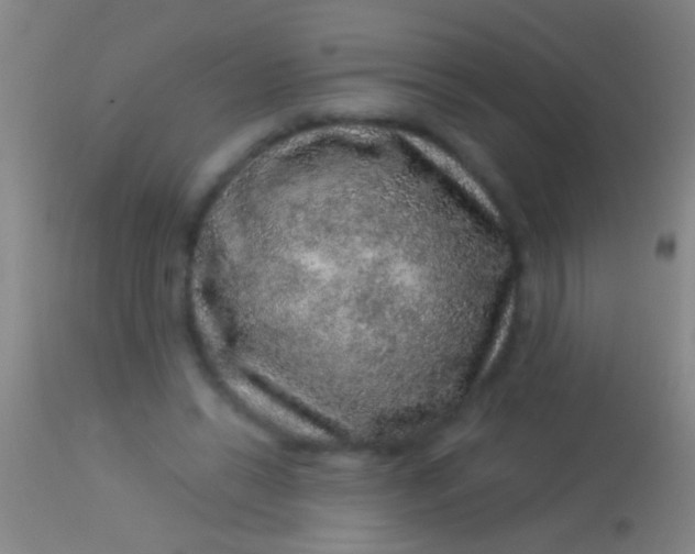 X0000113960446200910162007