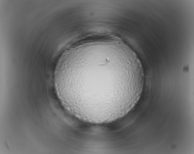 X0000113960453200910162007