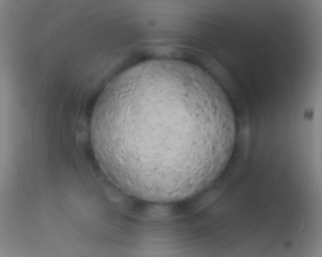 X0000113960469200910162008