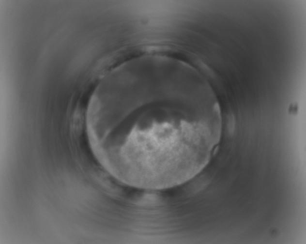 X0000113960475200910162008