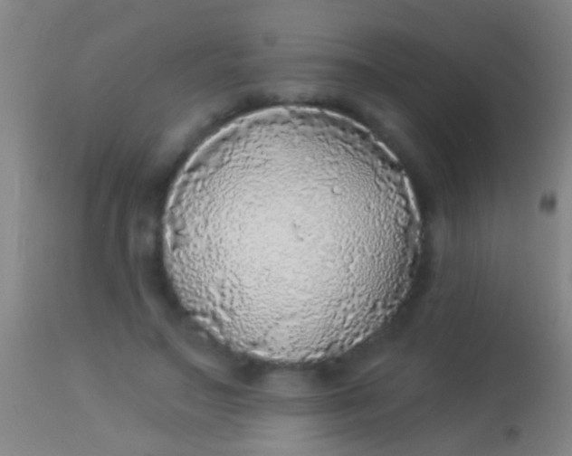 X0000113960499200910162007