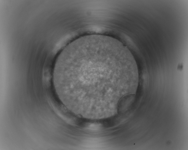 X0000113960500200910162007