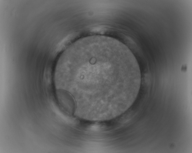 X0000113960504200910162007