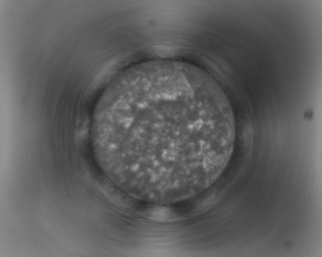 X0000113960507200910162007