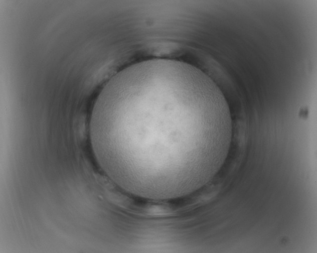 X0000113960510200910162007