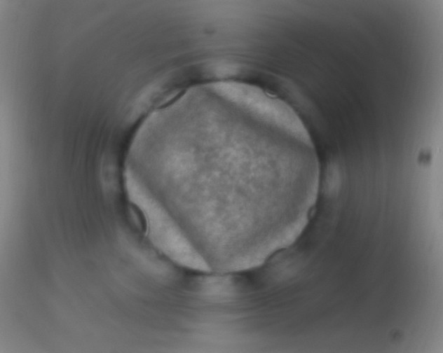 X0000113960524200910162006