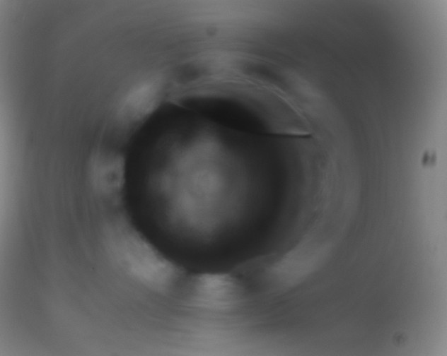 X0000113960528200910162006