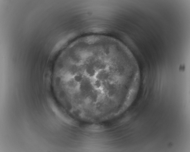 X0000113960542200910162006