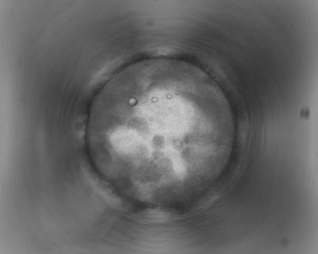 X0000113960545200910162006