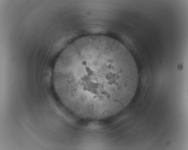 X0000113960550200910162006