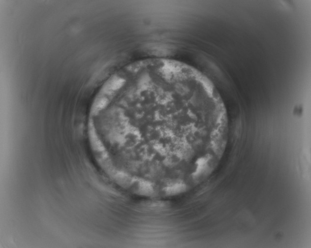 X0000113960553200910162006