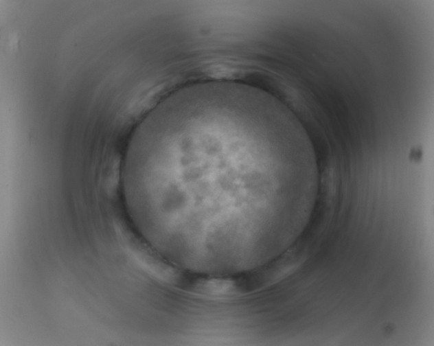 X0000113960554200910162006