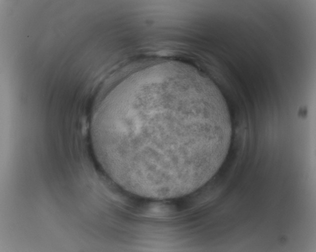 X0000113960555200910162006