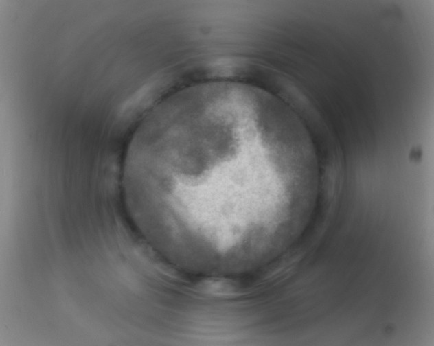 X0000113960557200910162006