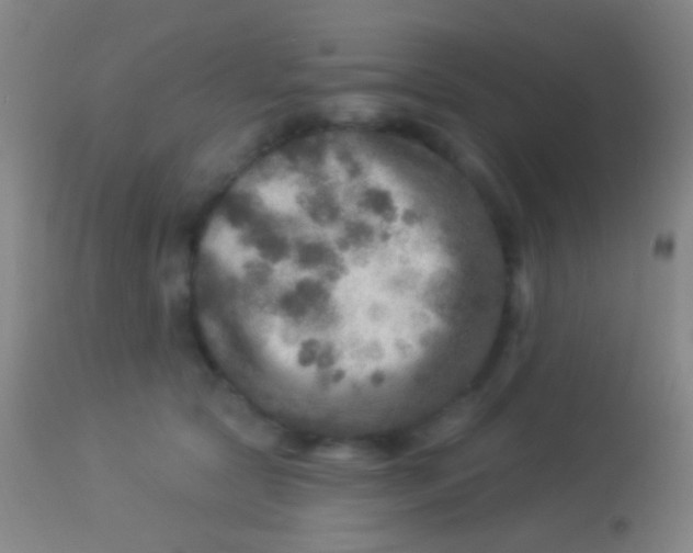 X0000113960561200910162006