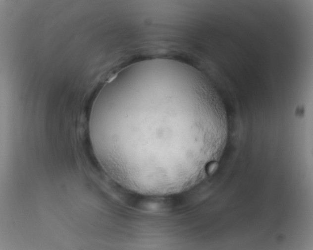 X0000113960563200910162006