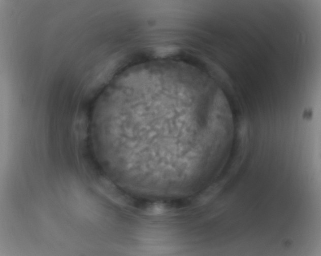 X0000113960565200910162006