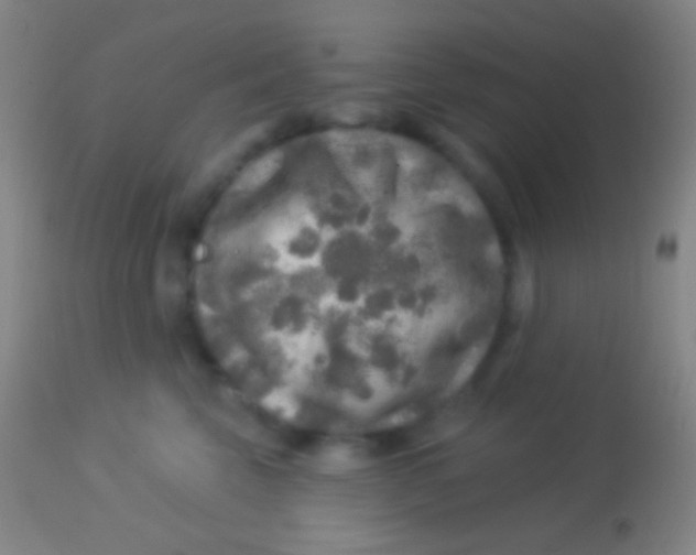 X0000113960569200910162006