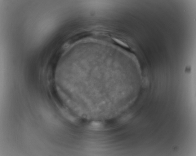 X0000113960573200910162006