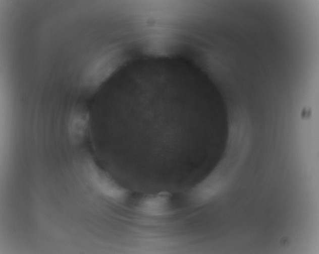 X0000113960576200910162006