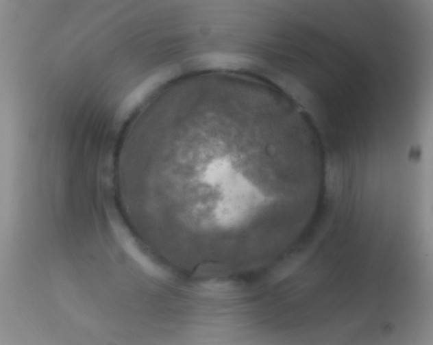 X0000113960581200910162006