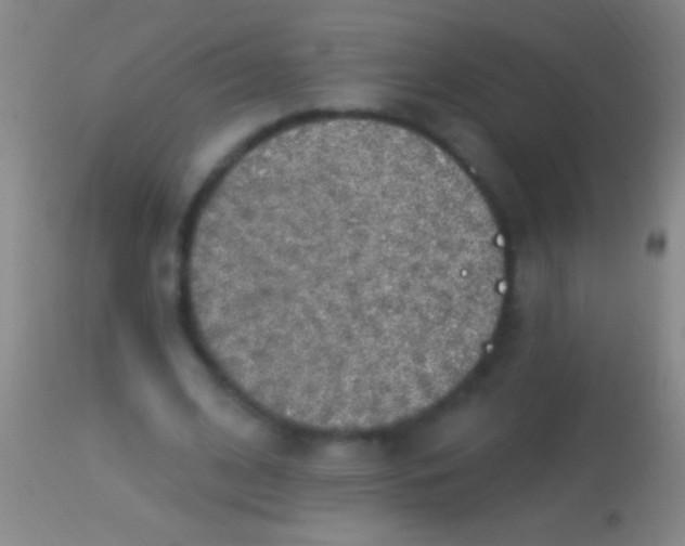 X0000113960584200910162006