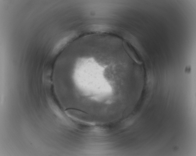 X0000113960585200910162005