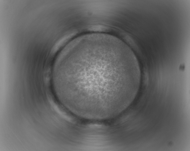 X0000113960586200910162005