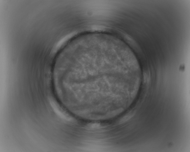 X0000113960588200910162005