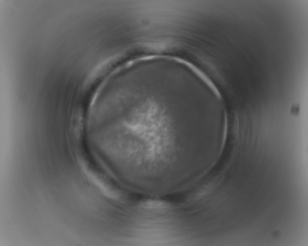 X0000113960590200910162005