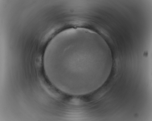 X0000113960596200910162005