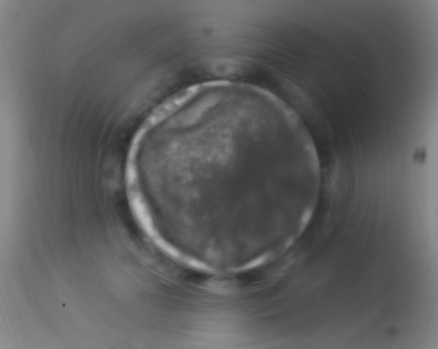 X0000113960606200910162005