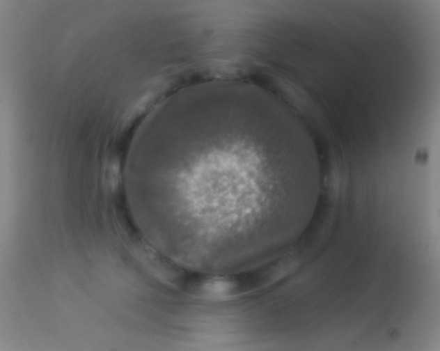 X0000113960610200910162005