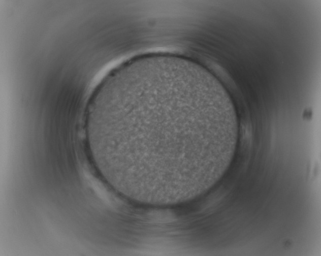 X0000113960628200910162004