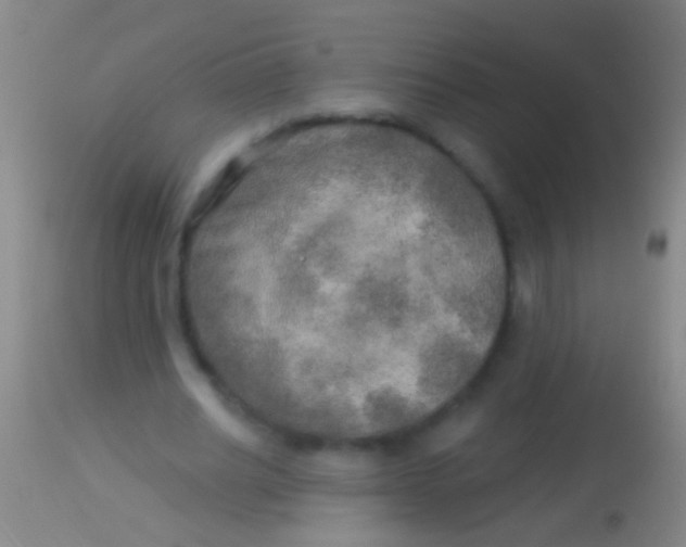 X0000113960630200910162004