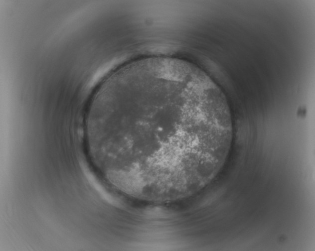 X0000113960634200910162004