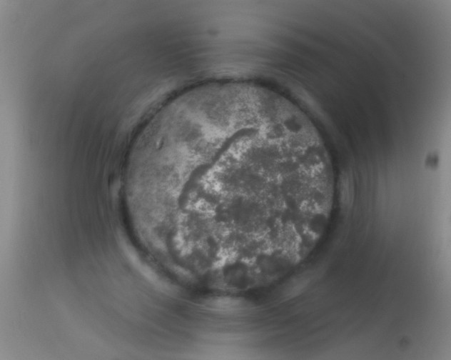 X0000113960637200910162004