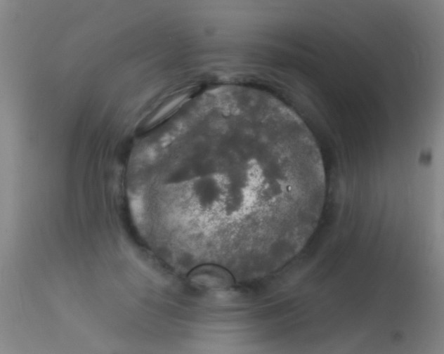 X0000113960650200910162005