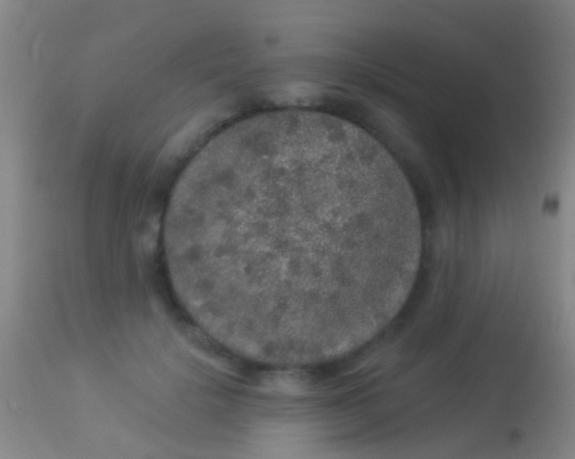 X0000113960652200910162005