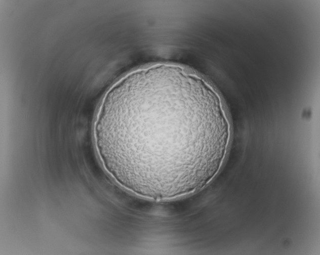 X0000113960656200910162005