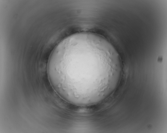 X0000113960657200910162005