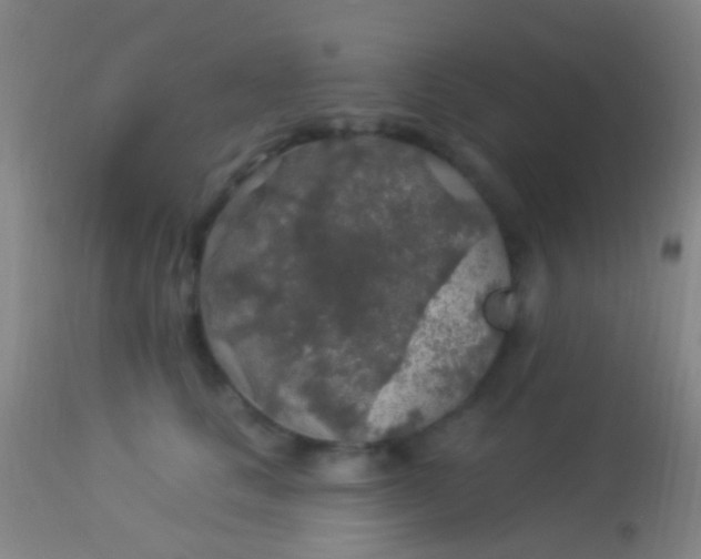 X0000113960661200910162005