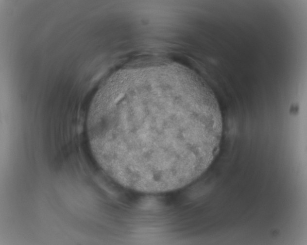 X0000113960664200910162005