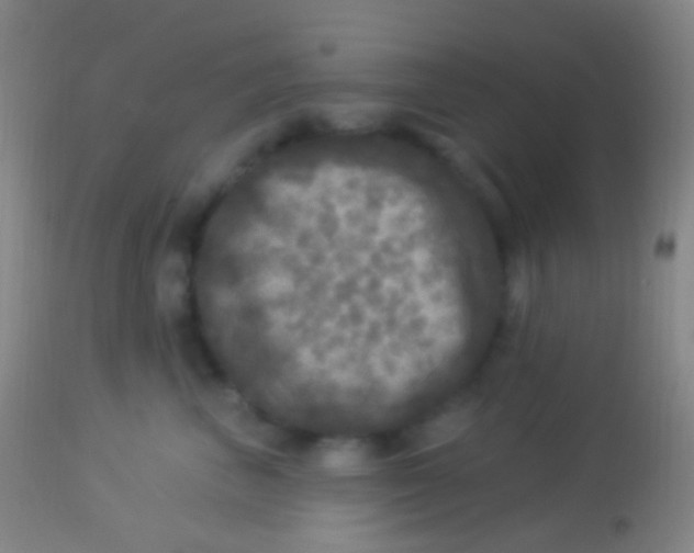 X0000113960667200910162005