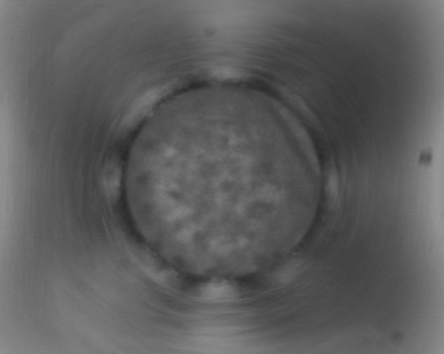 X0000113960668200910162005