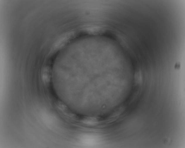 X0000113960671200910162005