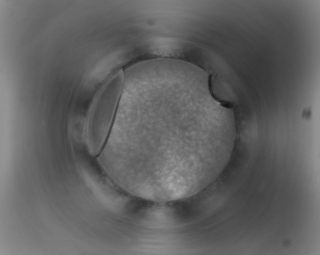 X0000113960696200910162004