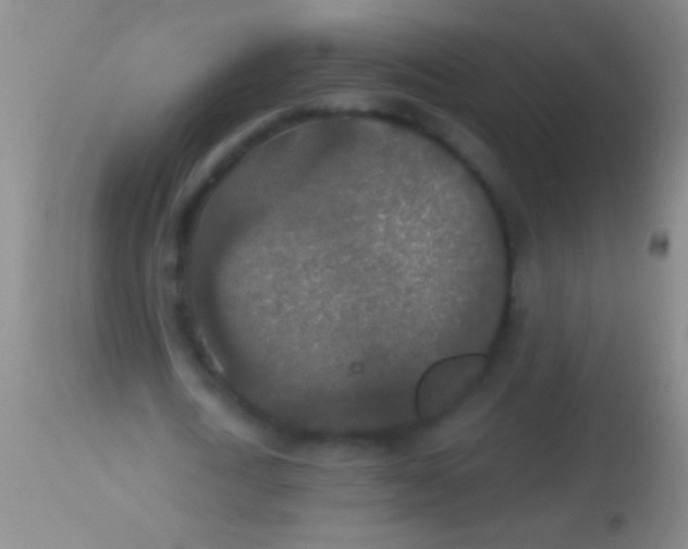 X0000113960722200910162003